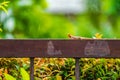 Orange lizard on the steel fence in the falling rain with blur green background Royalty Free Stock Photo