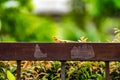 Orange lizard on the steel fence in the falling rain with blur green background Royalty Free Stock Photo