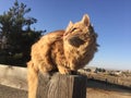 Orange long haired tabby cat perched on horse pasture fence at a barn Royalty Free Stock Photo