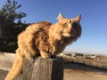 Orange long haired tabby cat perched on horse pasture fence at a barn Royalty Free Stock Photo