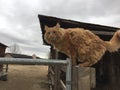 Orange long haired tabby cat perched on horse pasture fence at a barn Royalty Free Stock Photo