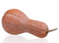 Orange long pumpkin Royalty Free Stock Photo