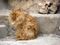 Orange longhair cat dozes on the step