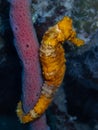 Orange longsnout seahorse on the reef in the Carribbean Sea, Roatan, Bay Islands, Honduras Royalty Free Stock Photo