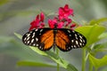 Orange Longwing Royalty Free Stock Photo