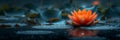 Orange lotus stands out in a mystical blue pond, surrounded by dark leaves and shimmering water droplets Royalty Free Stock Photo