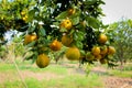 Orange Lover Nagpur city