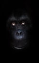 Orange luminous eyes on the black face of a monkey in a black night, a frightening look that embodies fears and phobias