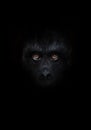 Orange luminous eyes on the black face of a monkey in a black night, a frightening look that embodies fears and phobias