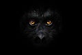 Orange luminous eyes on the black face of a monkey in a black night, a frightening look that embodies fears and phobias