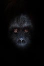 Orange luminous eyes on the black face of a monkey in a black night, a frightening look that embodies fears and phobias