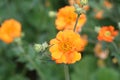 Orange Lychnis flowers close up