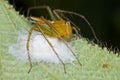 Orange lynx on her nest Royalty Free Stock Photo