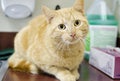 Orange Tom Cat on kitchen sink, animal control shelter