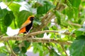 Male Southern Bishop Weaver