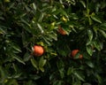 Orange, mandarin or clementine fruit on wet tree closeup. Juicy, sweet citrus ripening on an green tree