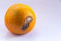 An orange mandarin with a mold ulcer on a white background. Citrus Fruit is rotten. Copy space. Close-up.