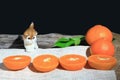 Orange mandarin or tangerine fruits, with green leaves and a small cat on wooden board background. Royalty Free Stock Photo