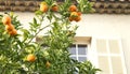 Orange mandarin tree