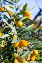 Orange mandarins on branch in spring in display Royalty Free Stock Photo