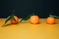 Orange mandarins clementine with green leaves on a yellow-black background Royalty Free Stock Photo