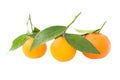 Orange mandarins with green leaves Royalty Free Stock Photo