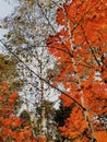 Orange  maple, green  birches, blue sky in october wood Royalty Free Stock Photo