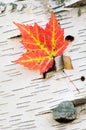 Orange Maple Leaf