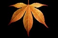 Orange Maple Leaf