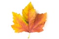 Orange maple leaf