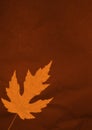 Orange maple leaf