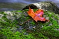 Orange maple leaf