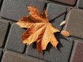 orange maple leaf on a background of stone tiles. On the paving stones lies a fallen maple leaf. One leaf from a tree on