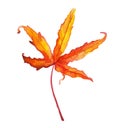 orange maple leaf