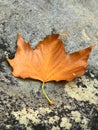 Orange maple leaf fall to the stone at the stream bank Royalty Free Stock Photo