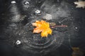 Orange maple leaf fell into a puddle during the autumn rain and floats downstream Royalty Free Stock Photo