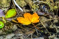 Orange Maple Leaf Floating on the Surface of the River. Crystal Clear Water in a Mountain Stream. Beautiful Autumn Colors Royalty Free Stock Photo