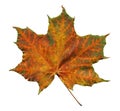 Orange maple leaf with green streaks isolated Royalty Free Stock Photo