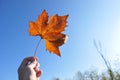 Orange maple leaf in hand on blue sky background Royalty Free Stock Photo