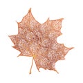 Orange maple leaf isolated on white background. Detailed vector illustration of hand drawn autumn leaf. Vintage retro fall seasona Royalty Free Stock Photo