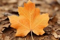 an orange maple leaf laying on the ground