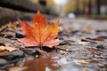 an orange maple leaf laying on the ground in the rain