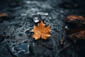 an orange maple leaf laying on the ground in the rain