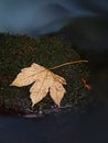 Orange maple leaf on mossy stone below increased water level.