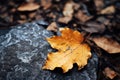 an orange maple leaf rests on top of a rock