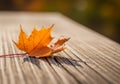 An orange maple leaf rests on a wooden surface, displaying prominent veins. Sunlight casts a sharp Royalty Free Stock Photo