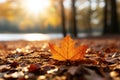 an orange maple leaf sits on the ground in front of a lake Royalty Free Stock Photo