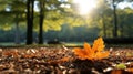an orange maple leaf sits on the ground in front of trees Royalty Free Stock Photo