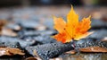 an orange maple leaf sits on top of some rocks