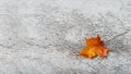 Orange maple leaf on stone granite background Royalty Free Stock Photo